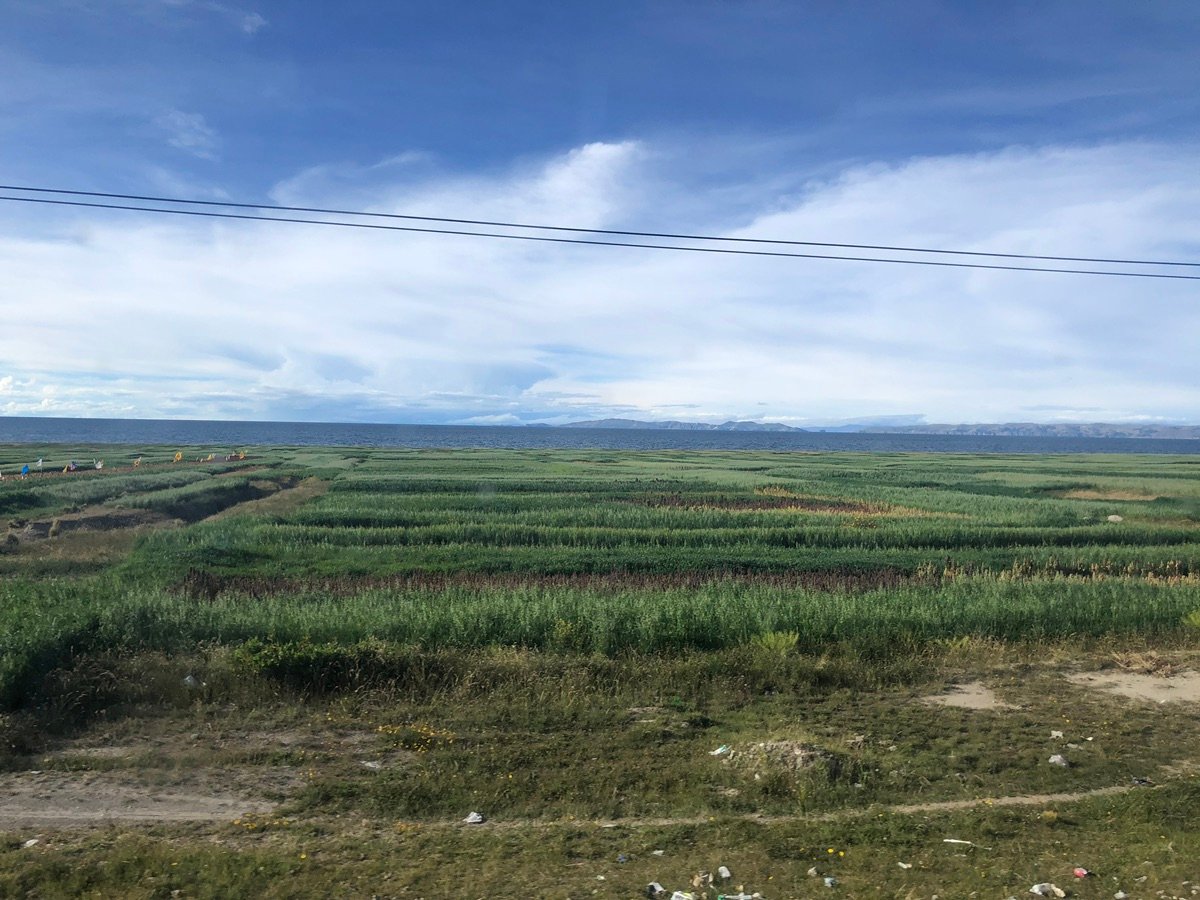 Close-up of fields by Lake Titicaca