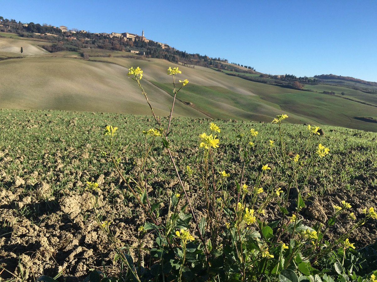 Sunny day view of Pienza on Val d'Orcia hills
