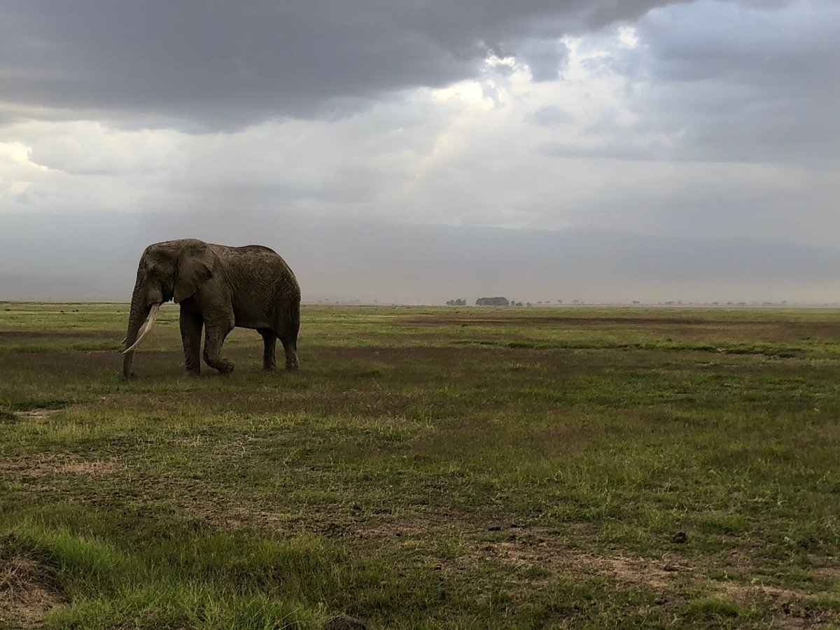 アンボセリ国立公園の雄大なゾウが広大な草原を歩いている