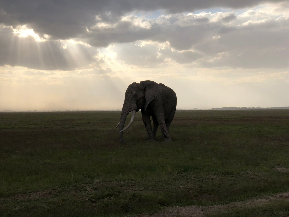草原に立つ巨大なゾウ、前景には豊かな緑の草
