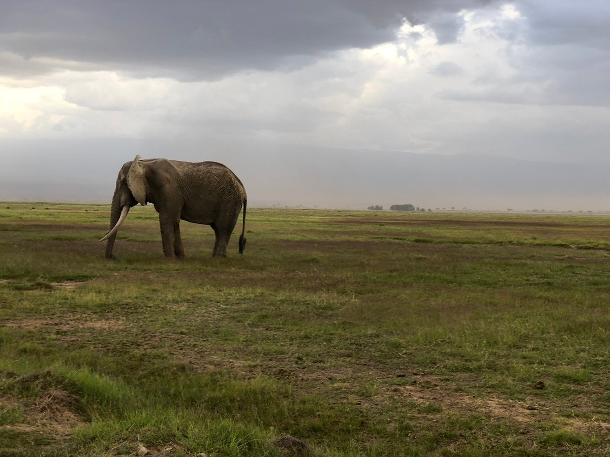 ケニアのアンボセリ国立公園の広大な平原を歩く雄大なアフリカゾウ