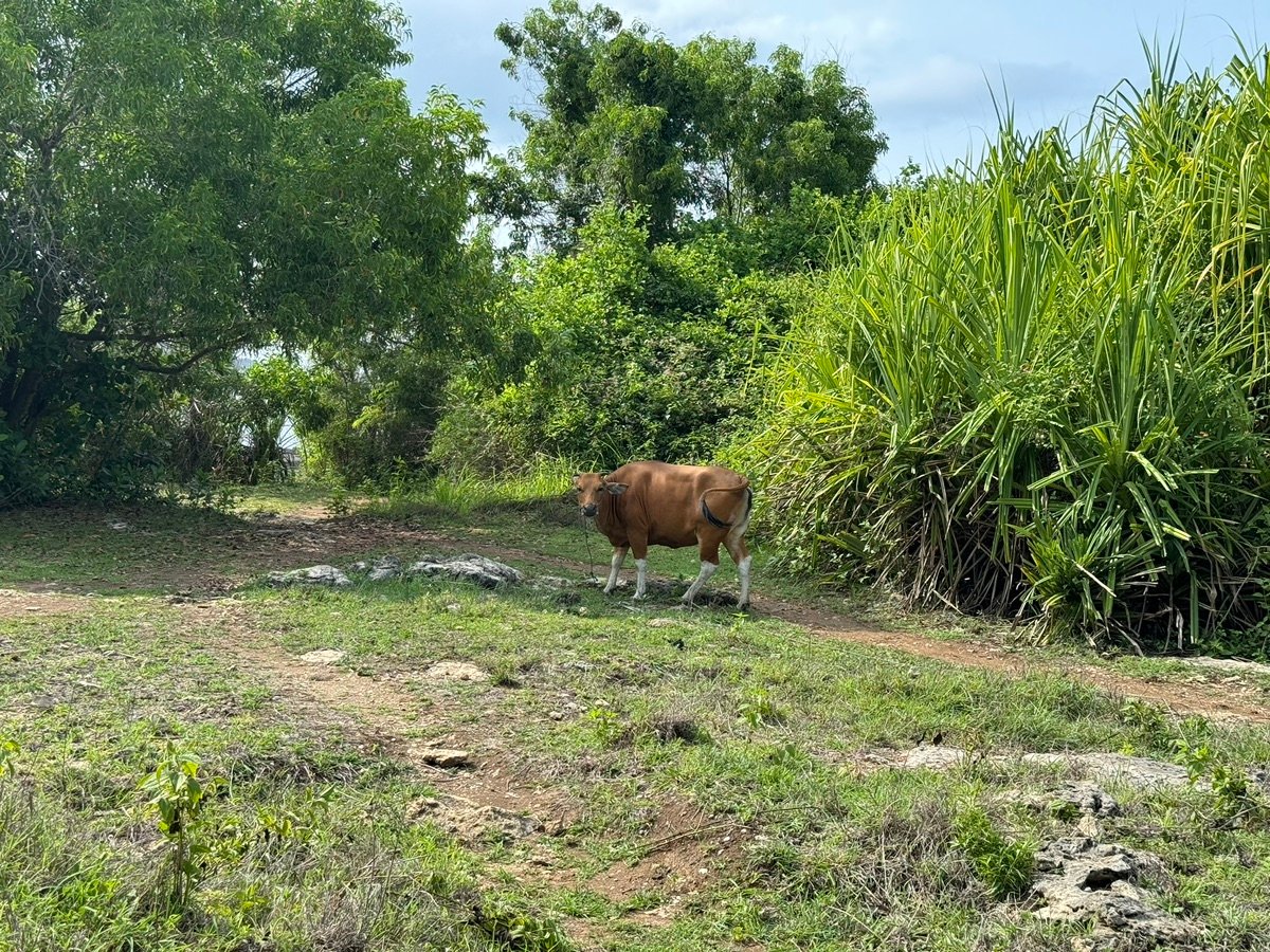 Waves crashing against rocks at Tegal Wangi Beach, seen from above