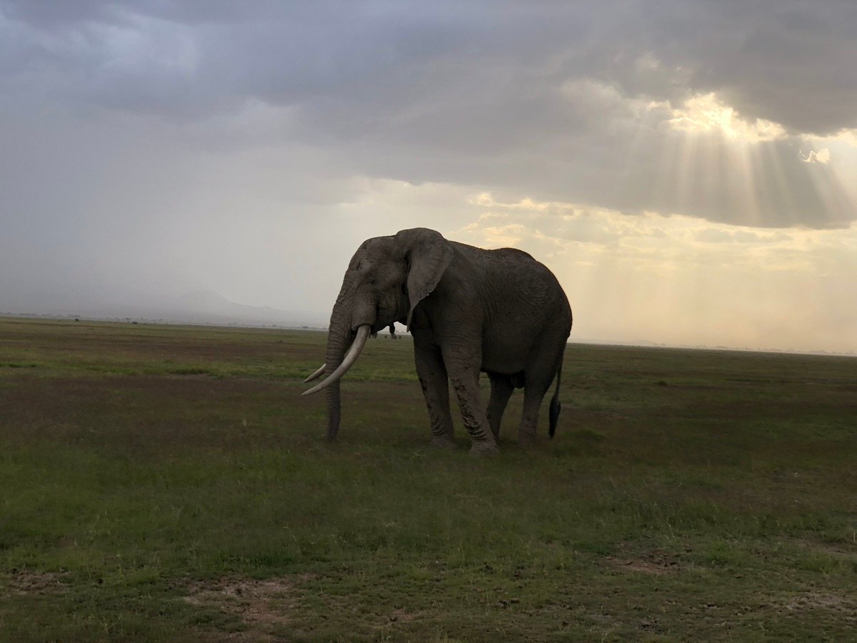 アフリカゾウが広大なサバンナを横断し、遠くに山々が霞んでいる