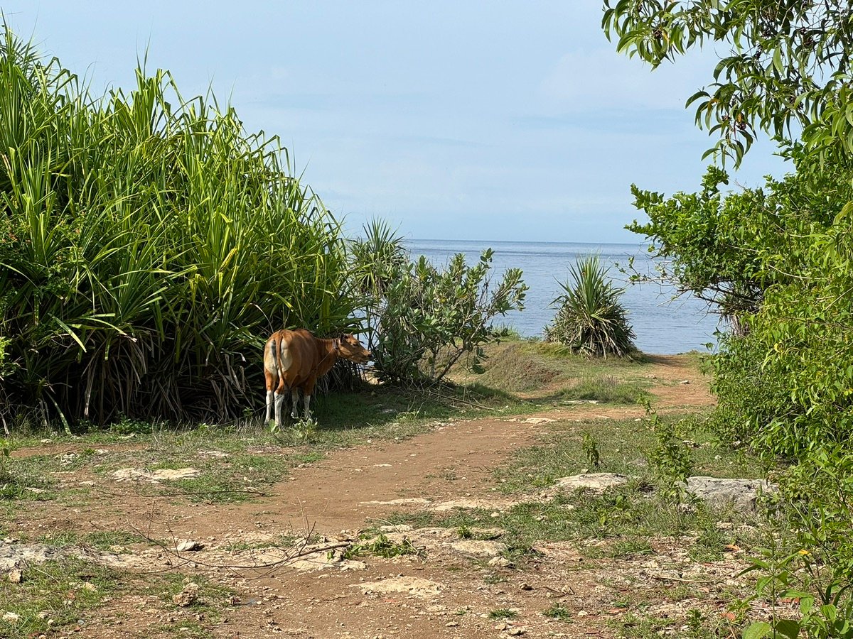 Close-up of the villas and cliff-side structures at Tegal Wangi Beach