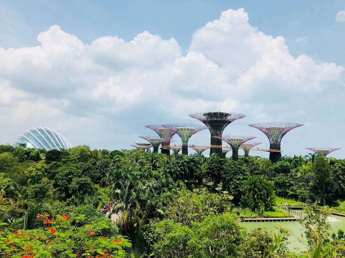 公園の空中通路から見た、クラウド・フォレスト温室の見事な建築。