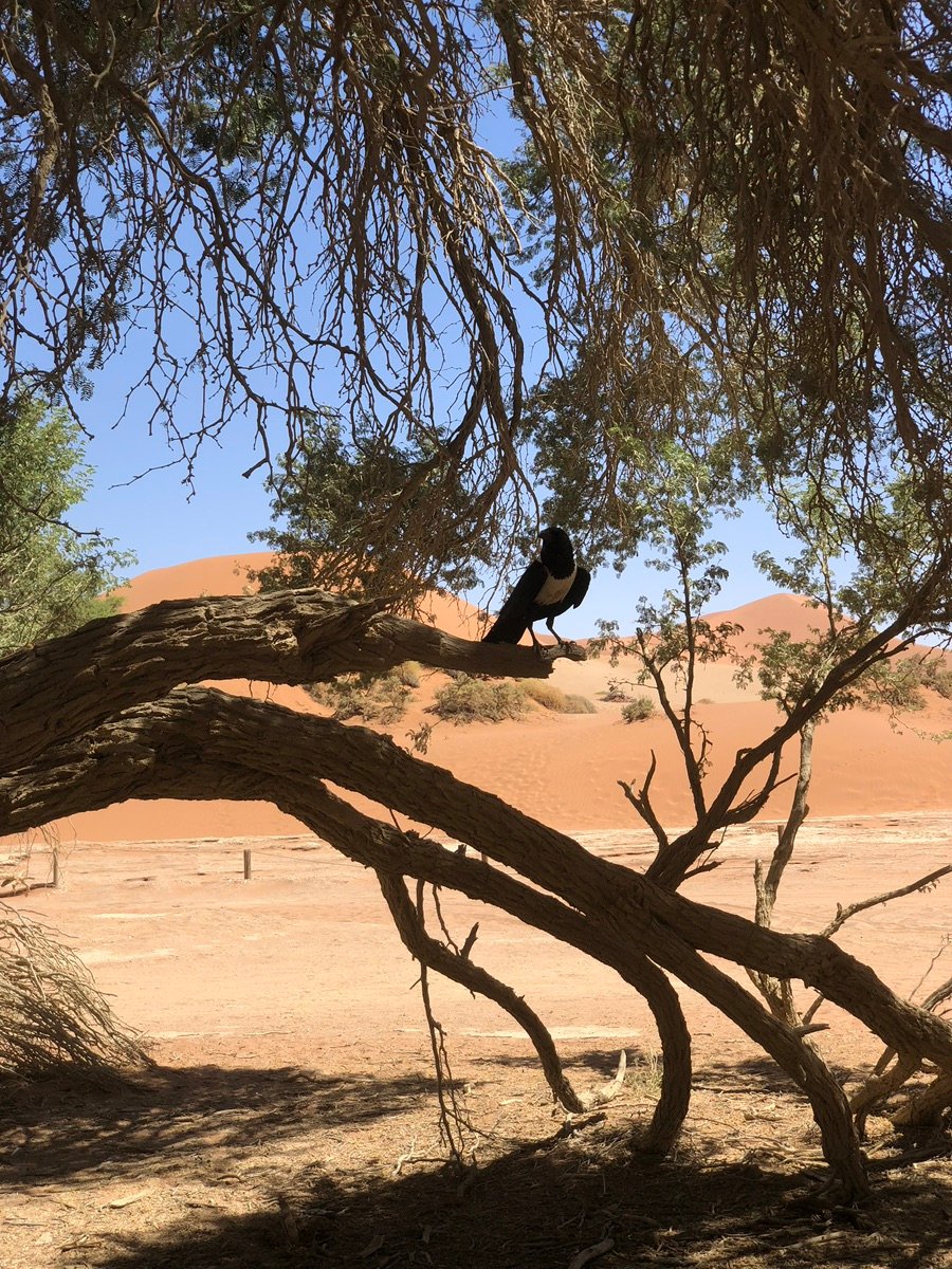 乌鸦栖息在索苏斯弗雷树荫下，背景是红色沙丘