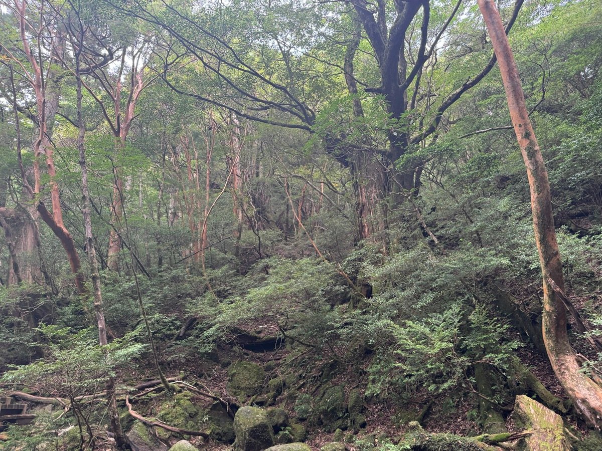 A massive fallen tree trunk covered in thick green moss in a misty forest in Yakushima, Japan.