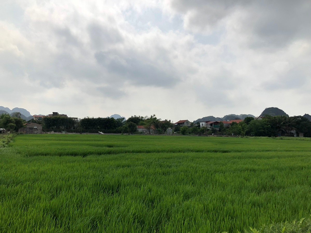 タムコック・ビックドンの静かな水田と石灰岩の山々