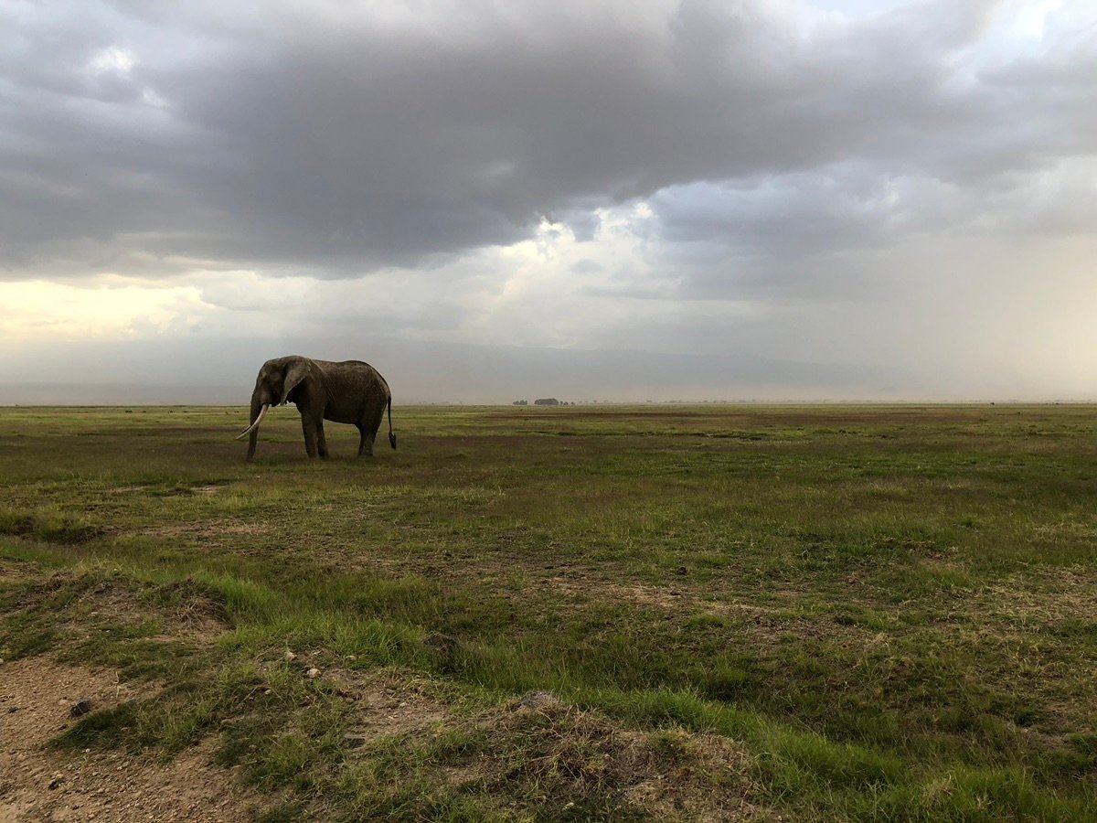 アフリカゾウの力強い脚と頑丈な体格、サバンナでの生活に適応している。