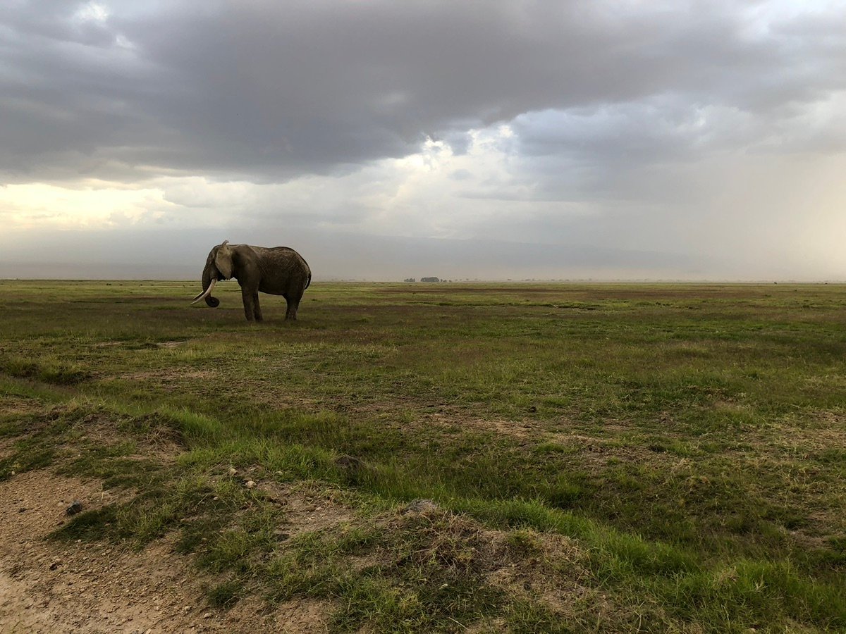 アンボセリの遠い平原に集まる嵐の雲、雨の接近を暗示している。