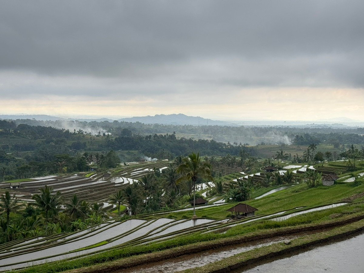 Vistas verdes y exuberantes de los arrozales de Bali