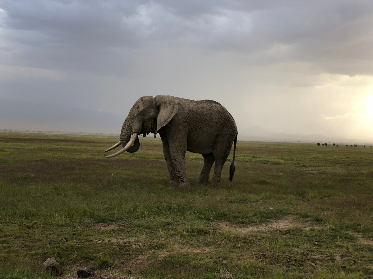 劇的な空の下、アンボセリの平原を優雅に移動する力強いゾウ。