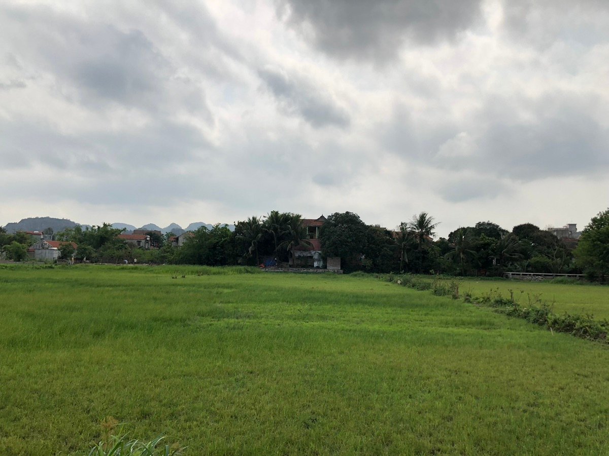 運河のほとりに生い茂る草木