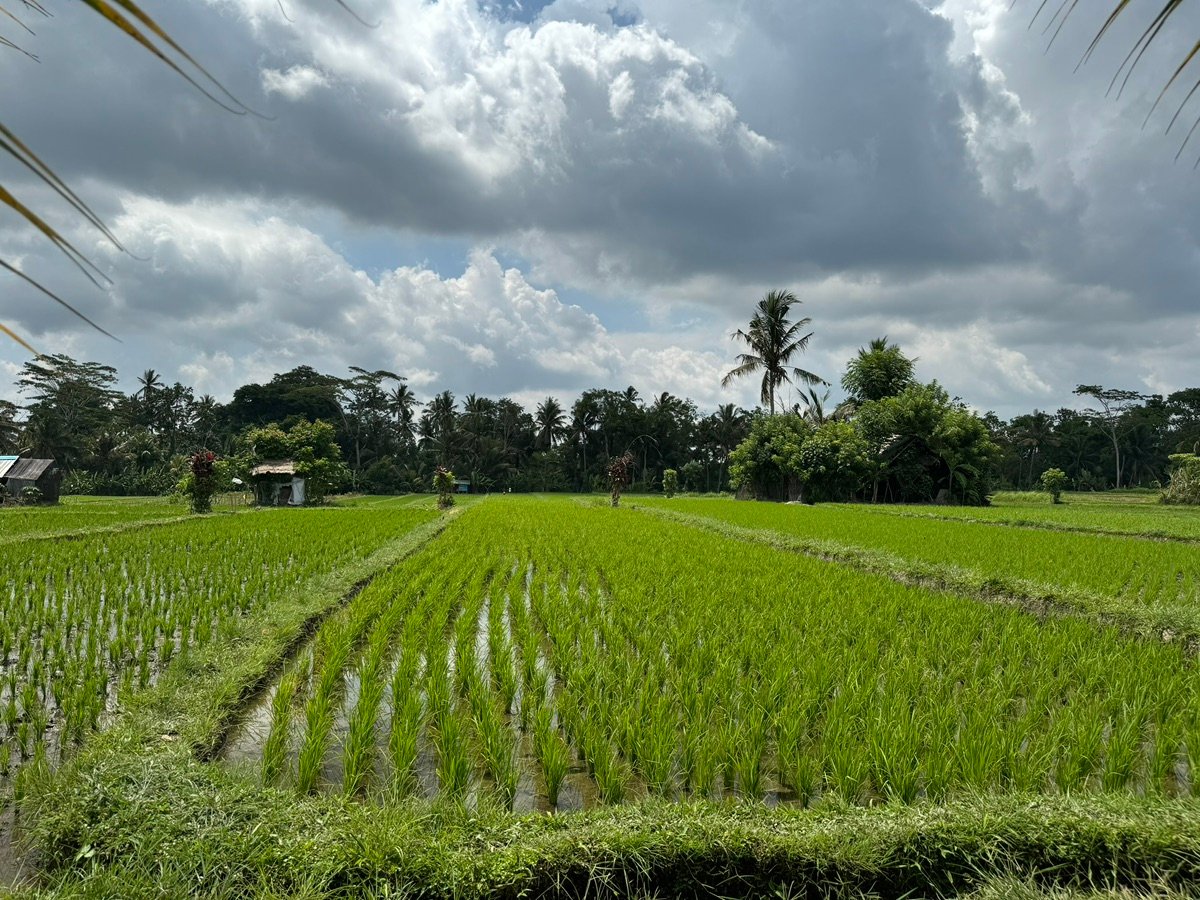 バリ島のヤシの木と田んぼ