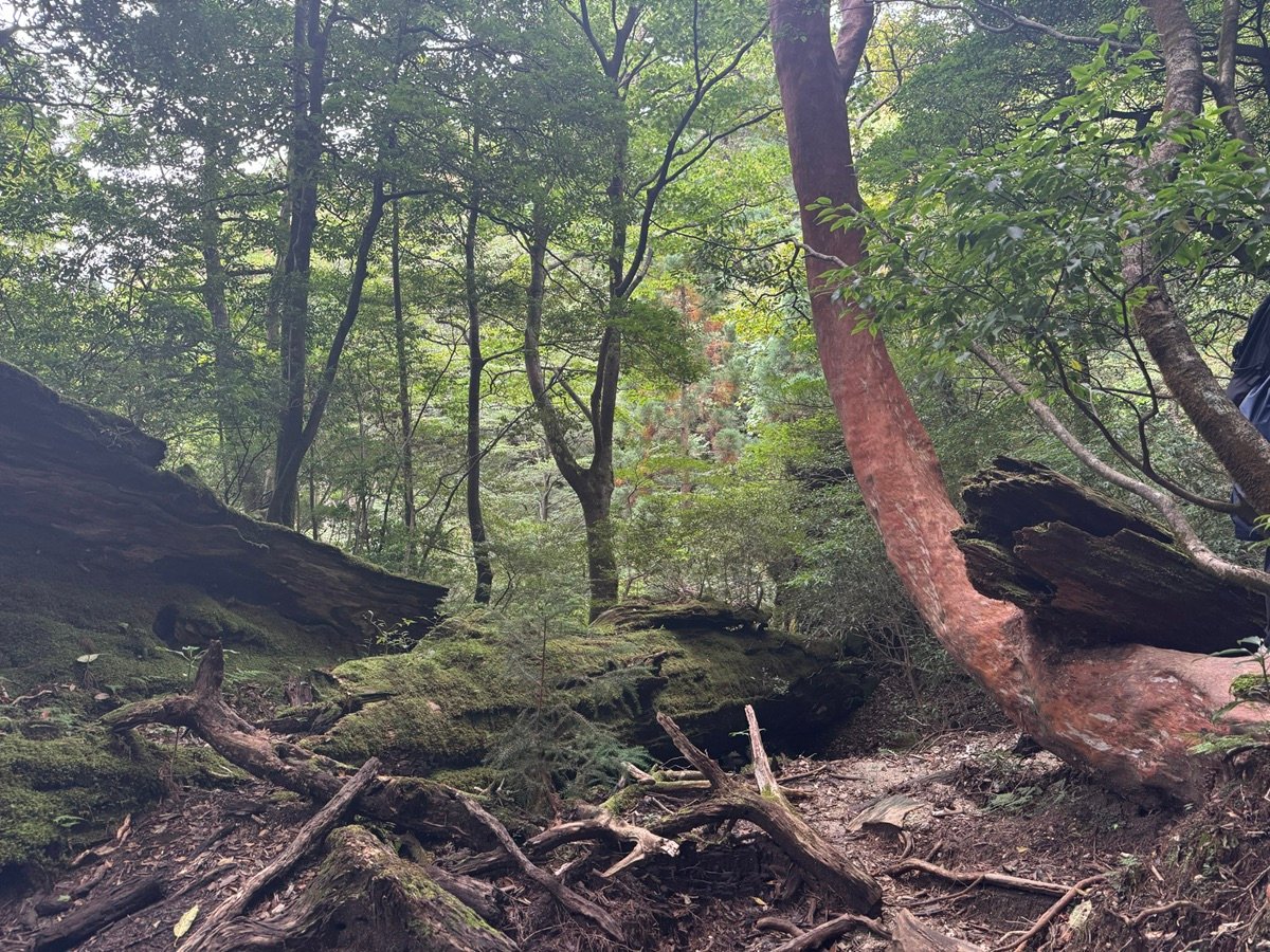 View upwards into the canopy of a mossy forest in Yakushima with light filtering through the leaves.