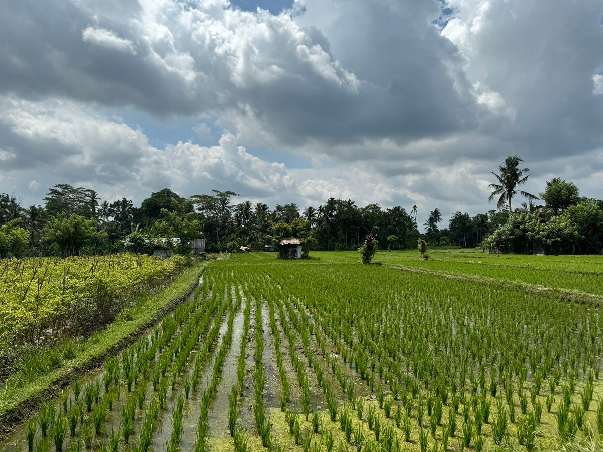 バリ島のヤシの木と家