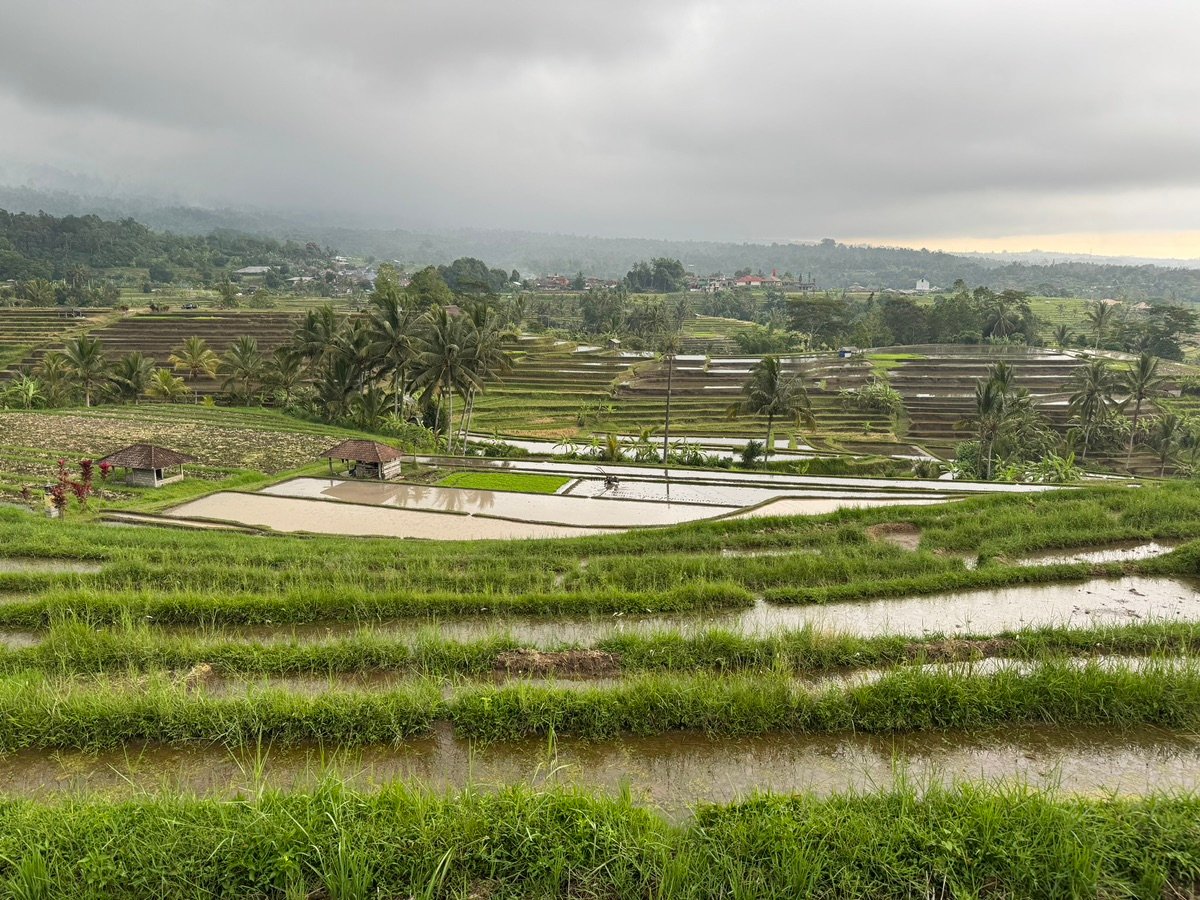 Otra vista de los arrozales de Bali