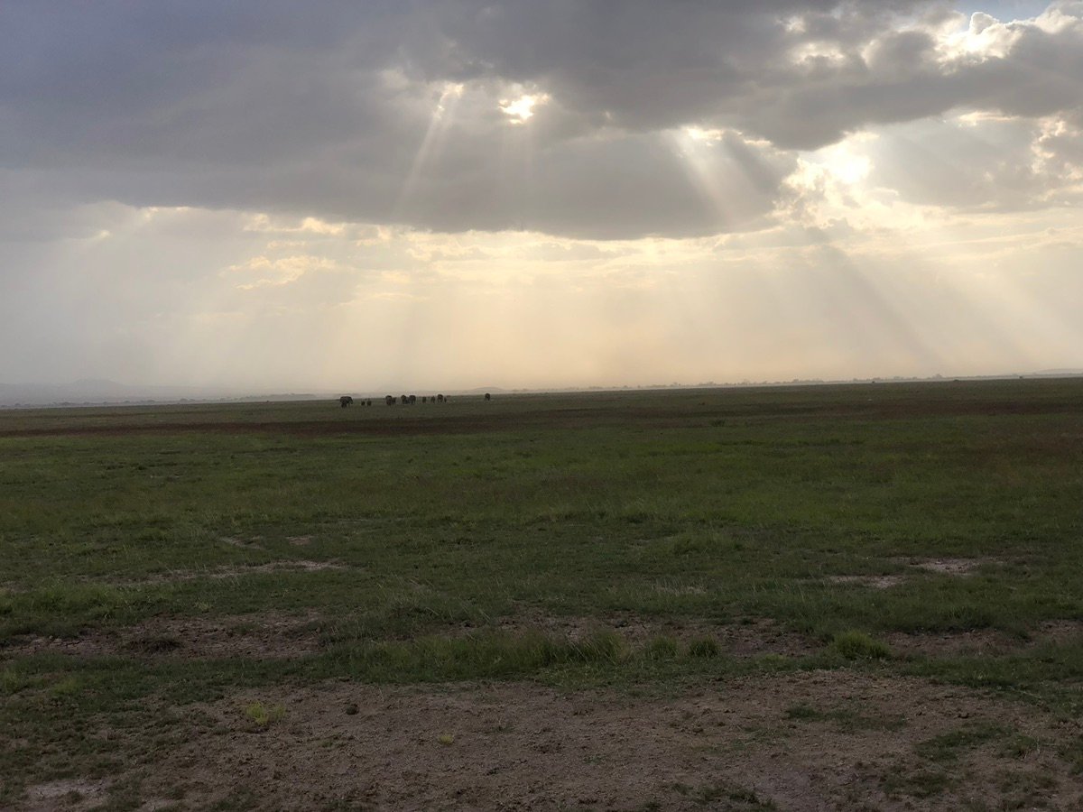 遠くの霞に向かって広がるアンボセリの広大な草原、豊富な野生動物の生息地。