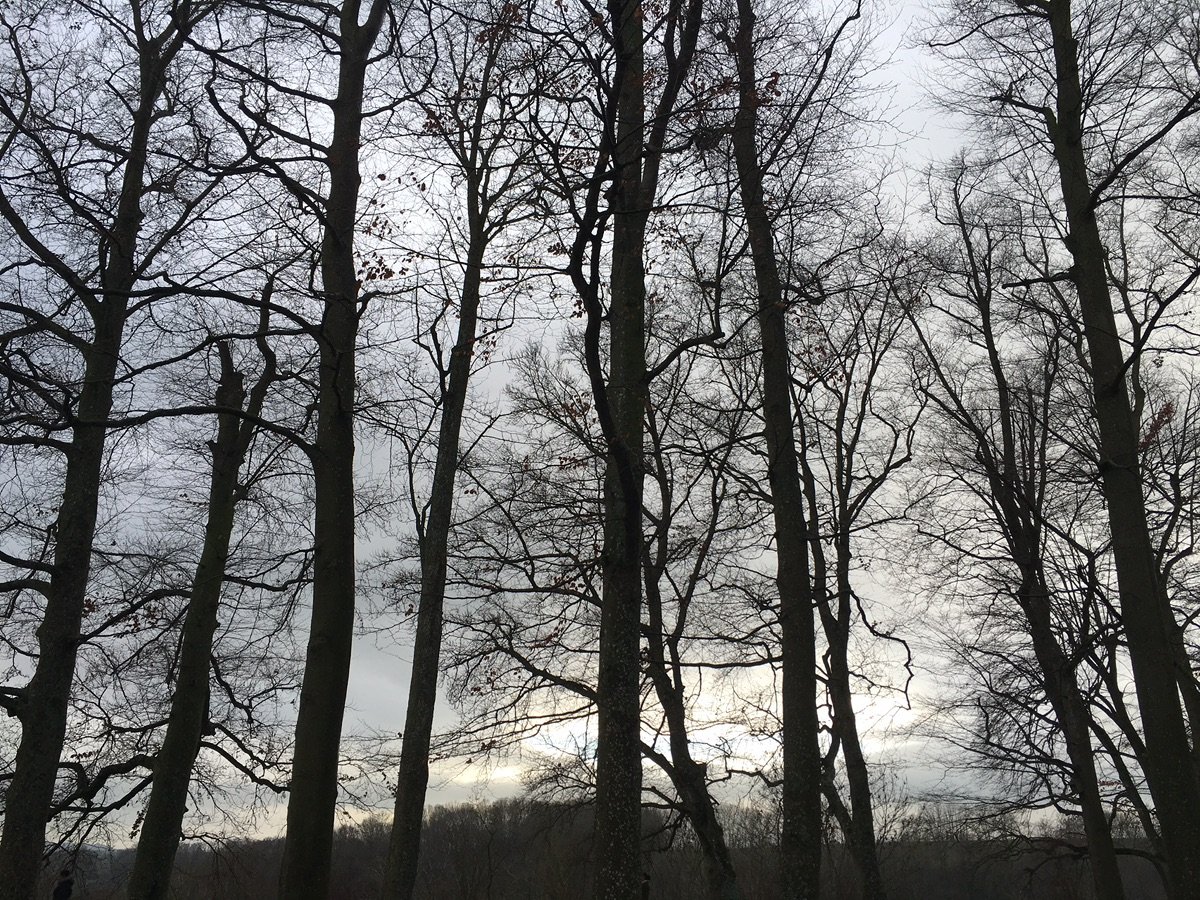 Árboles antiguos cubiertos de musgo y una torre en Burggarten de Rothenburg