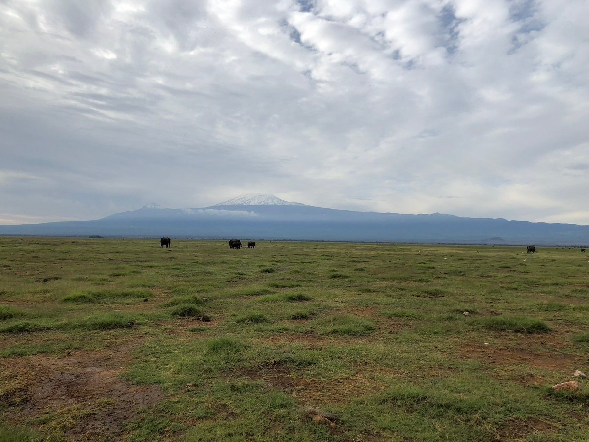 アンボセリでの象の群れ