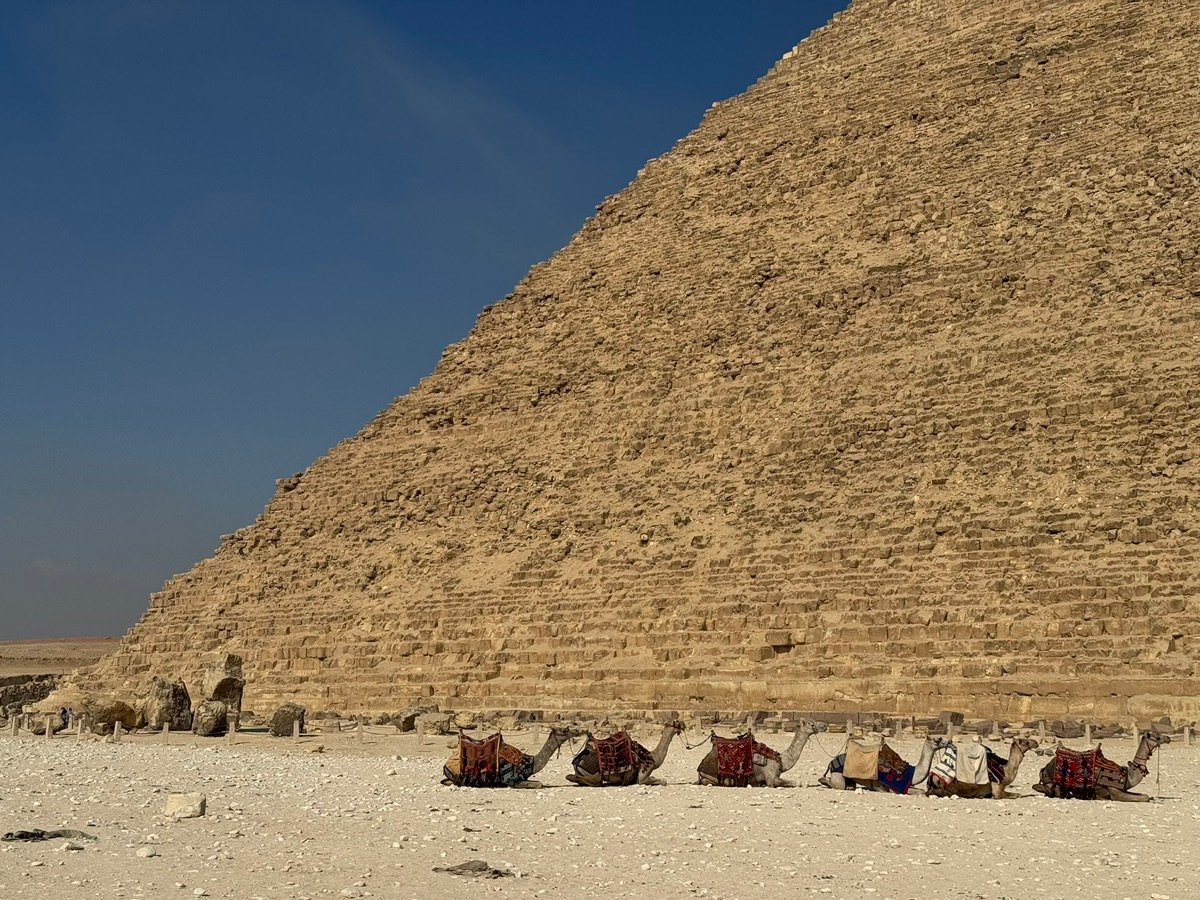 Camels resting in front of the pyramid