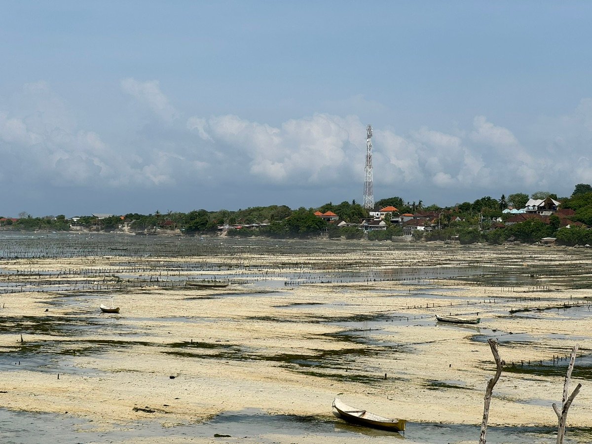 Seaweed farm poles on the beach