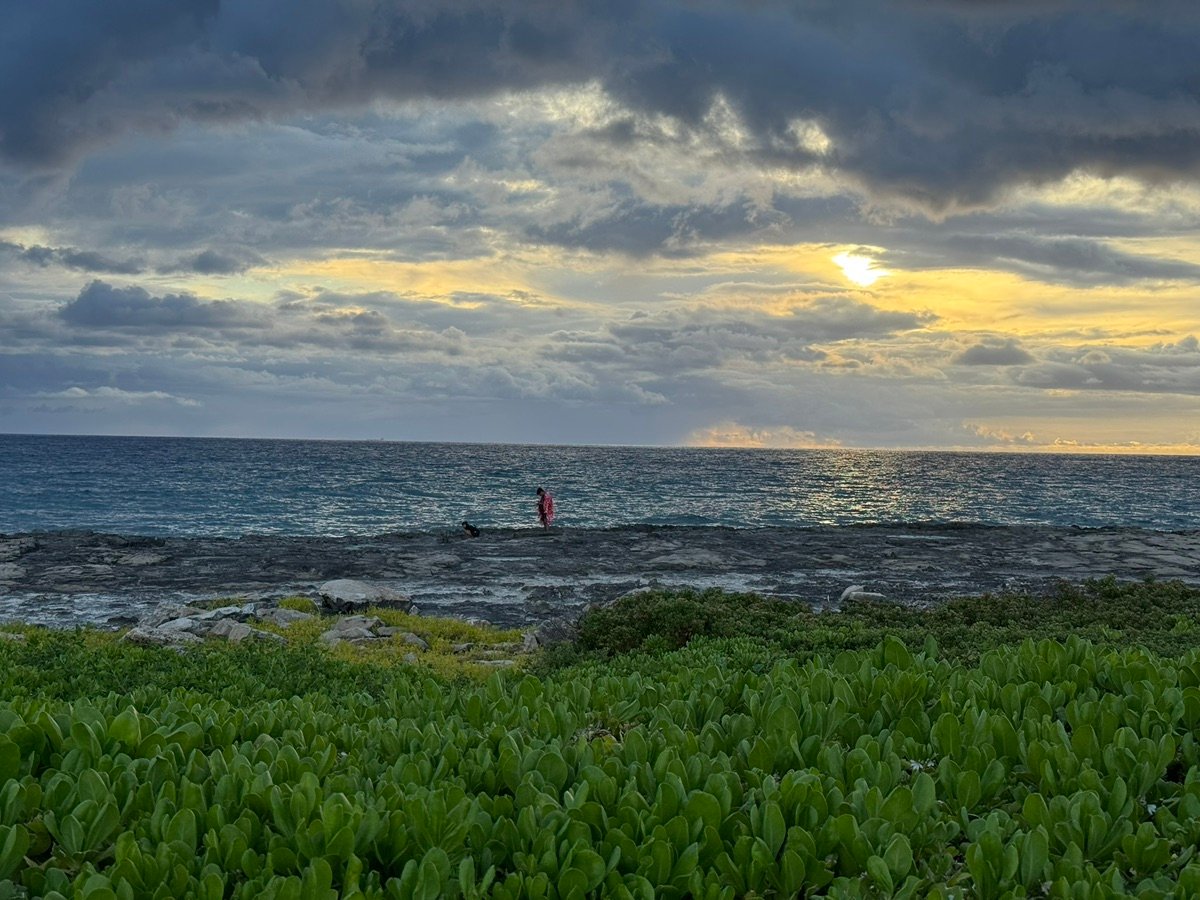 Green plants on the Hawaiian coastline