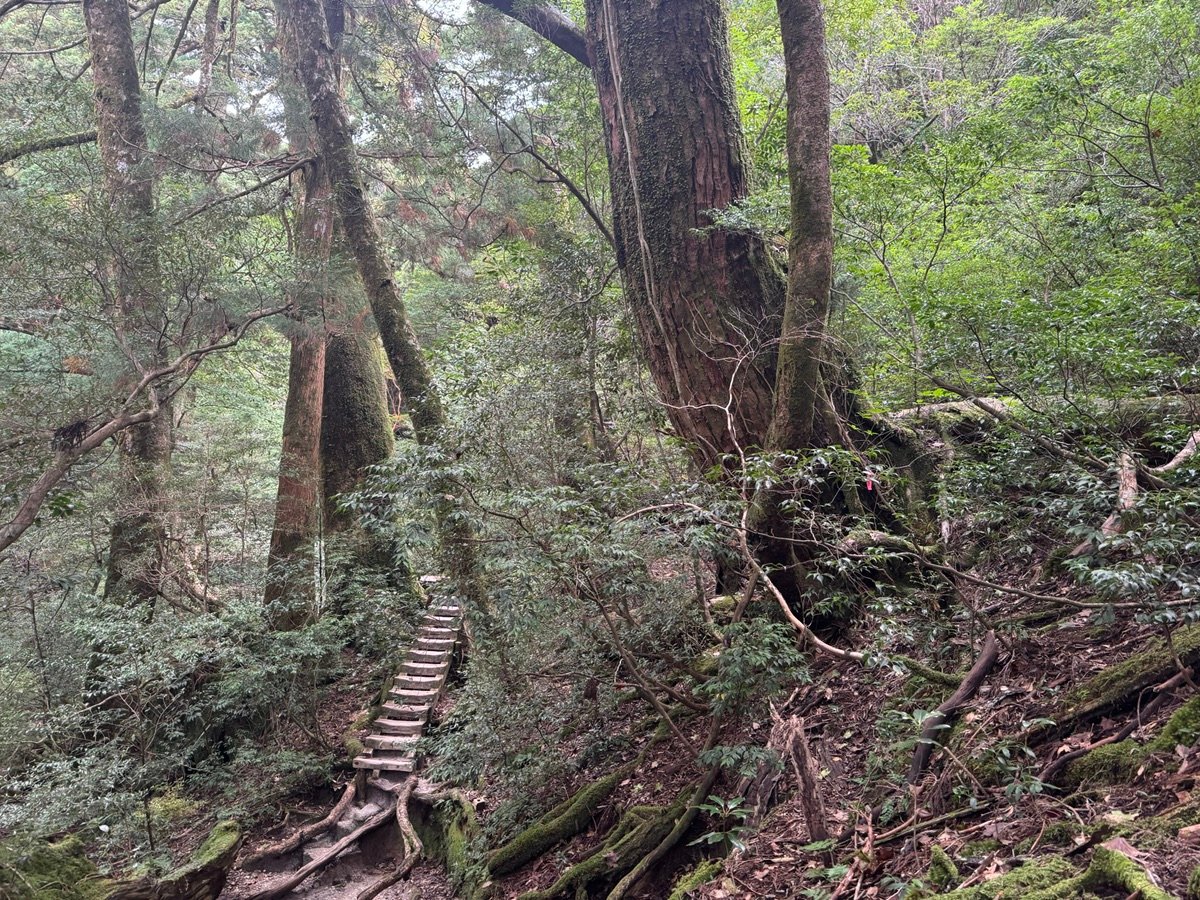 Wooden stairs leading through the giant cedar trees of Yakushima.