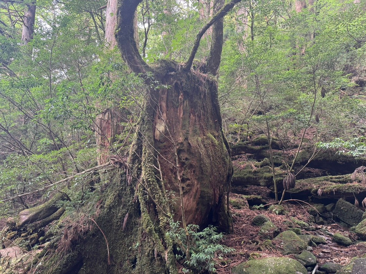 The moss-covered Wilson's Stump stands in the lush forest of Yakushima.