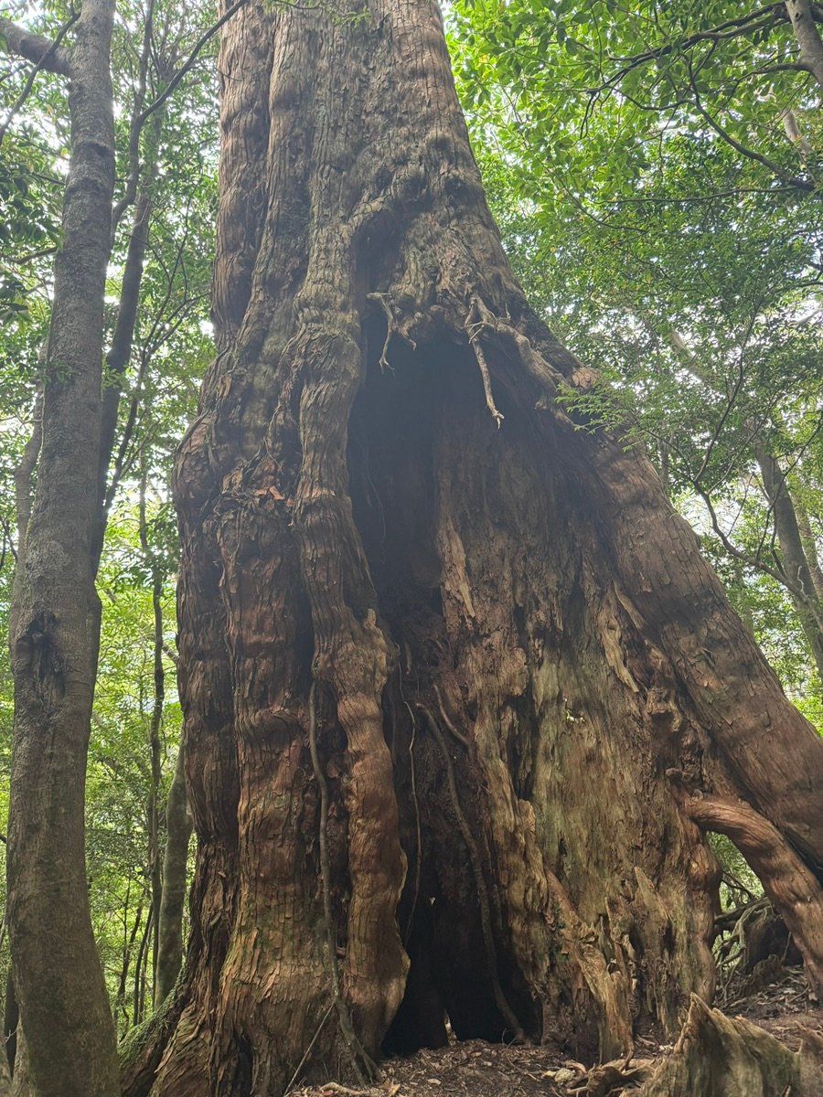 The massive hollow trunk of Wilson's Stump in the Yakushima forest.