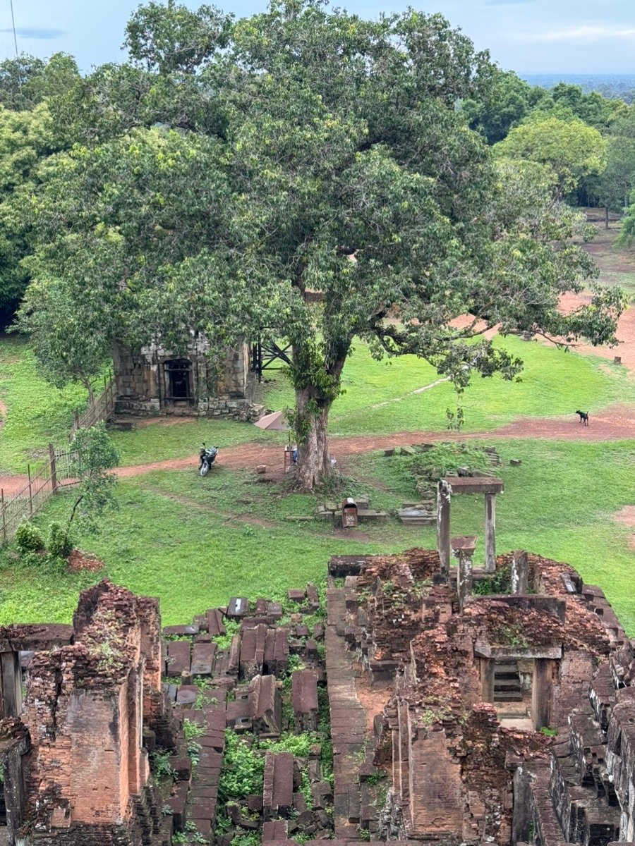 Mirando hacia abajo a las ruinas antiguas y un gran árbol en Phnom Bakheng, Camboya.